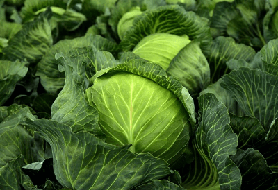 양배추-효능-항암효과
