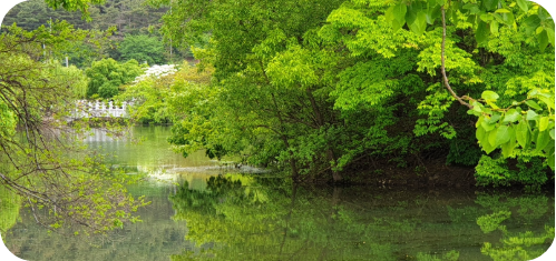 밀양 위양지 절경