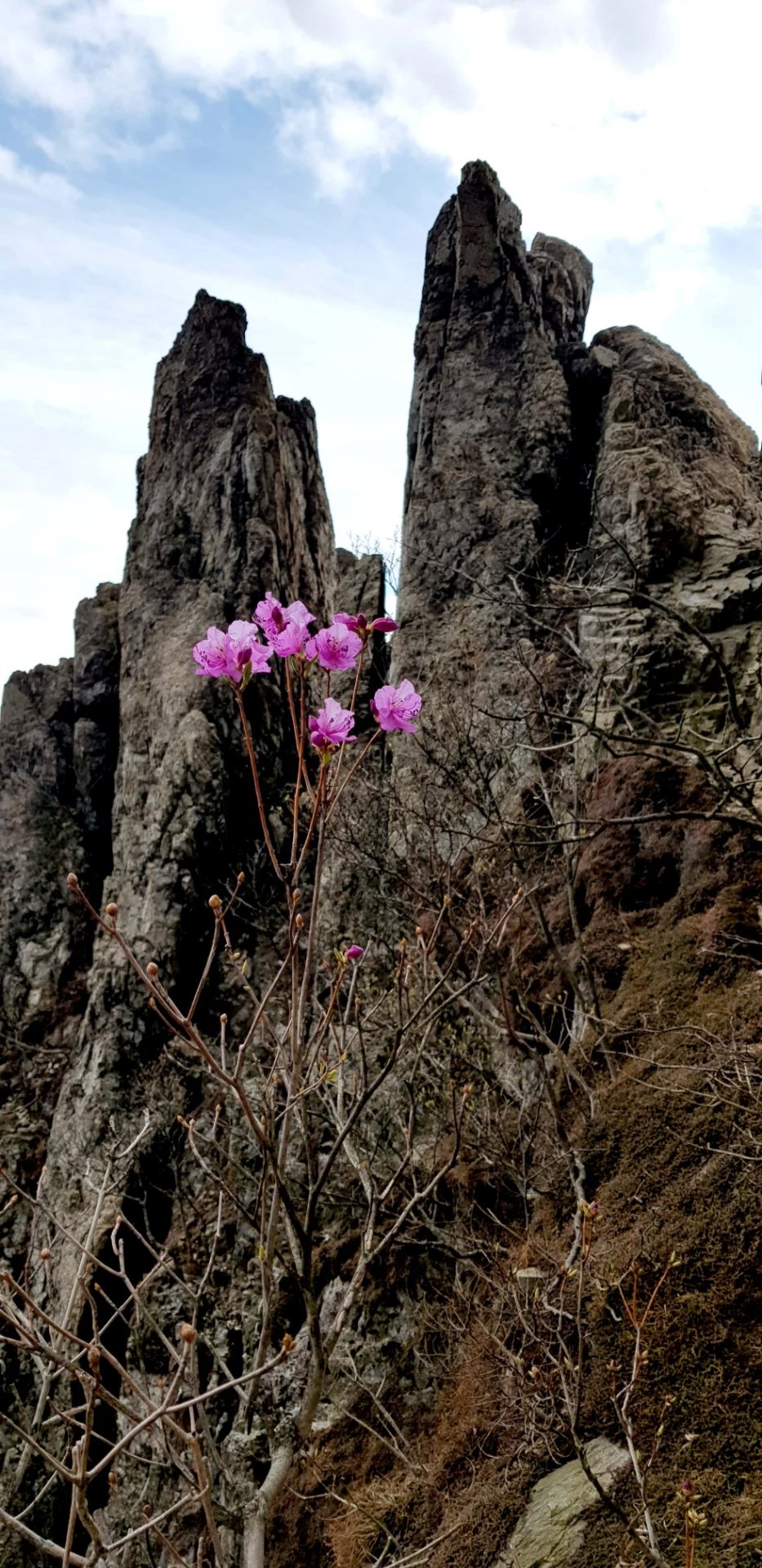 양산 천성산2봉 바위에 핀 진달래