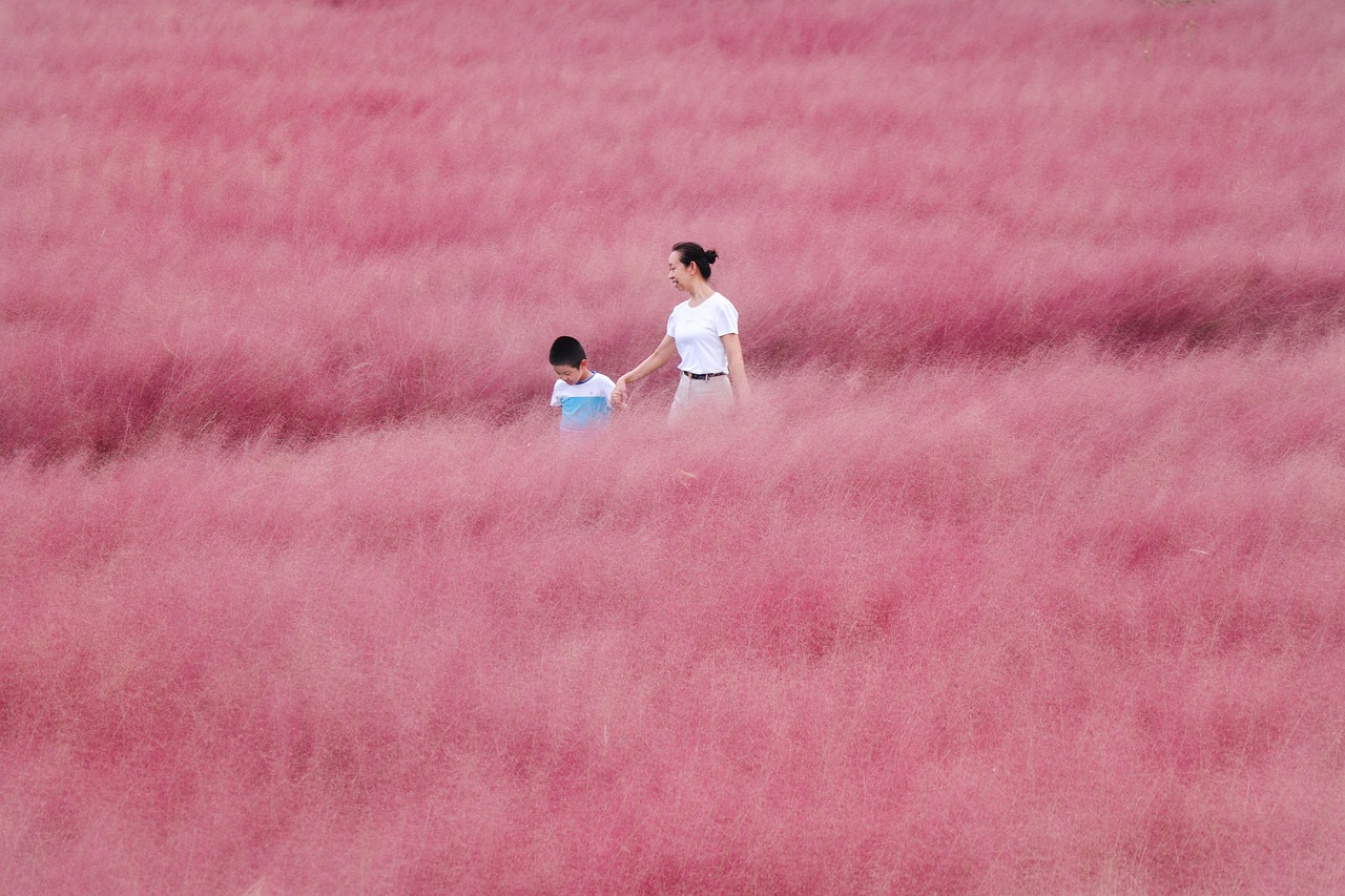 경주 핑크뮬리 명소