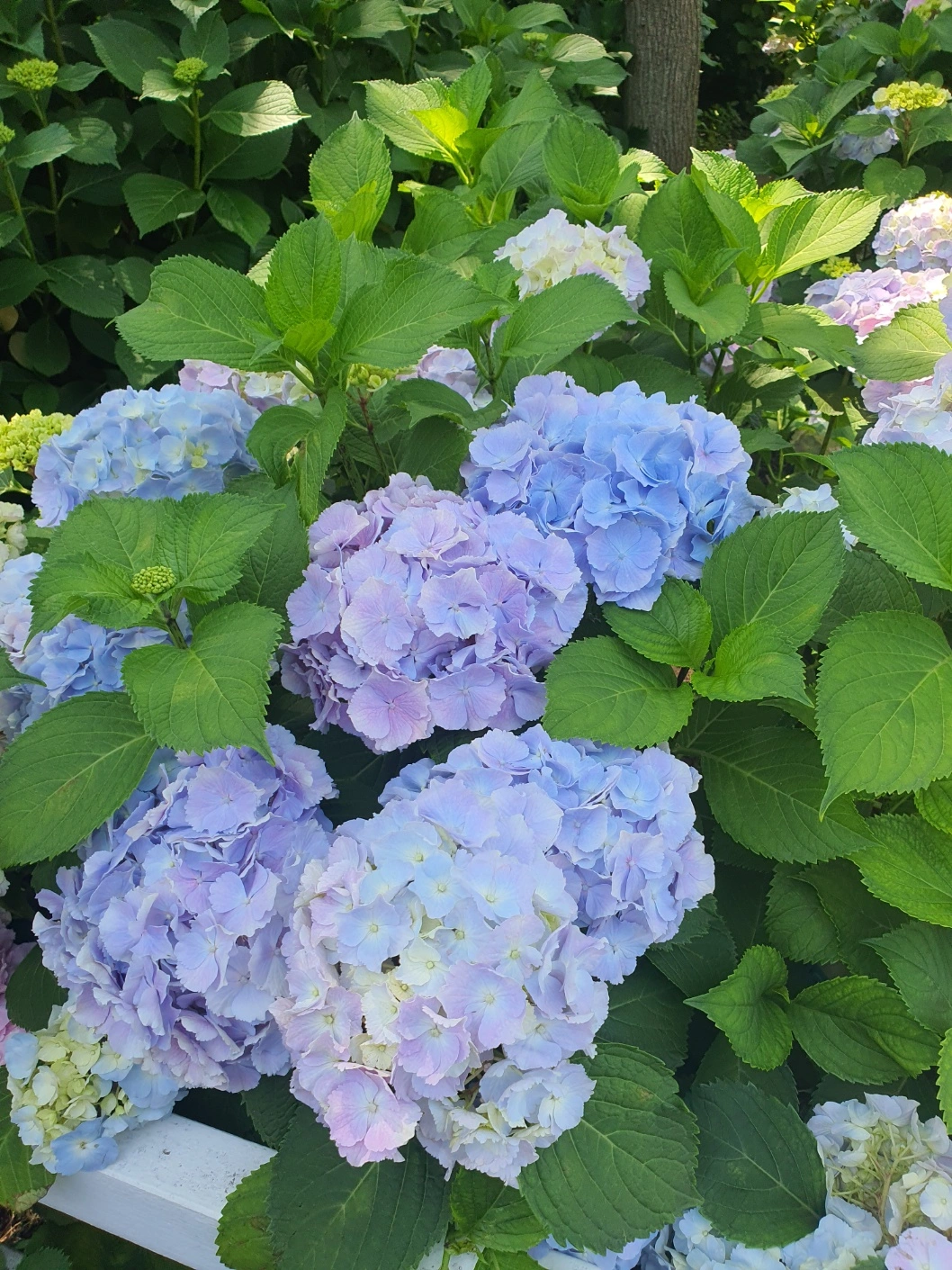장생포 수국축제에서 여름을 만끽하다! 울산 고래문화마을 수국 명소 추천