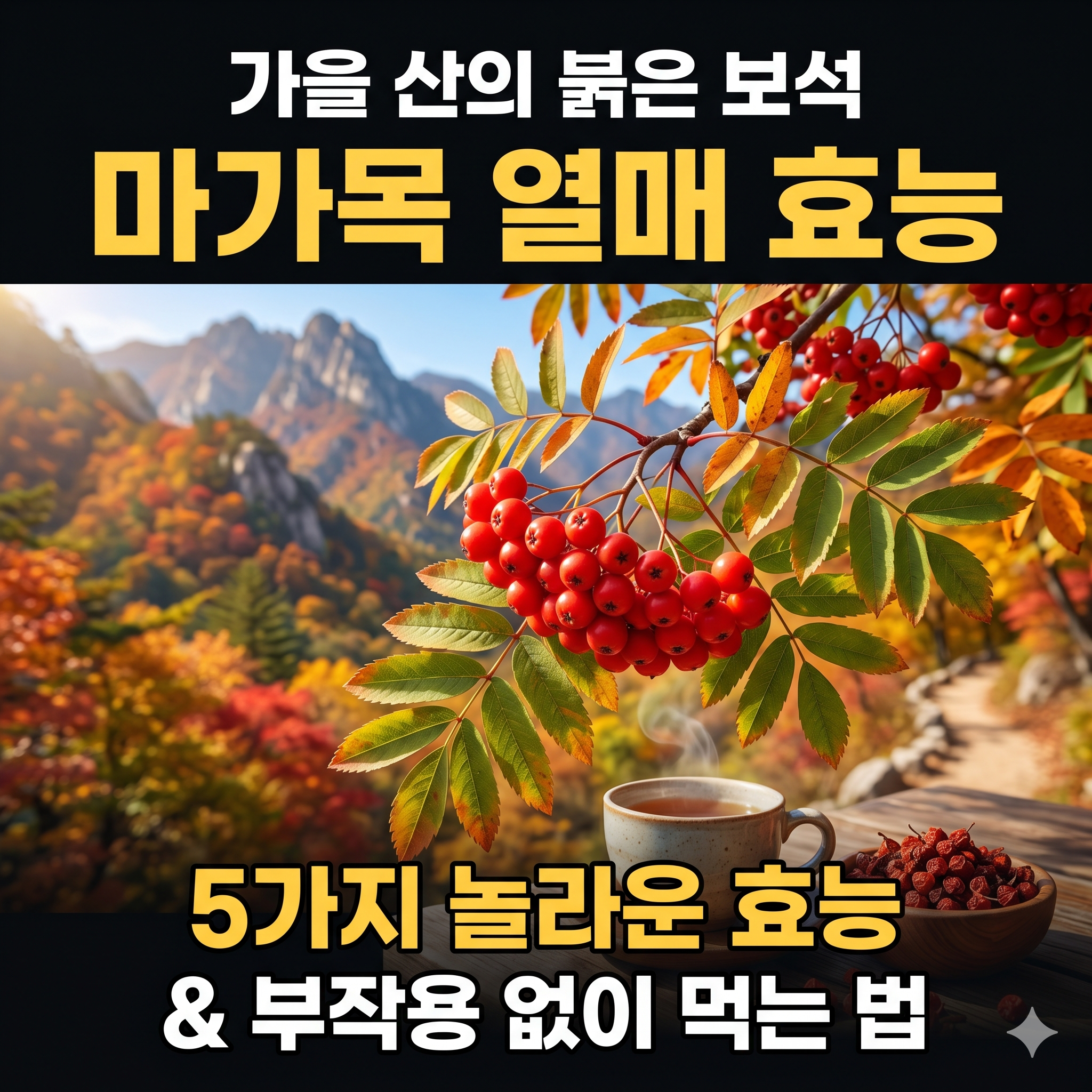가을 산의 붉은 보석, 마가목 열매 효능 5가지와 부작용 없는 올바른 먹는 법