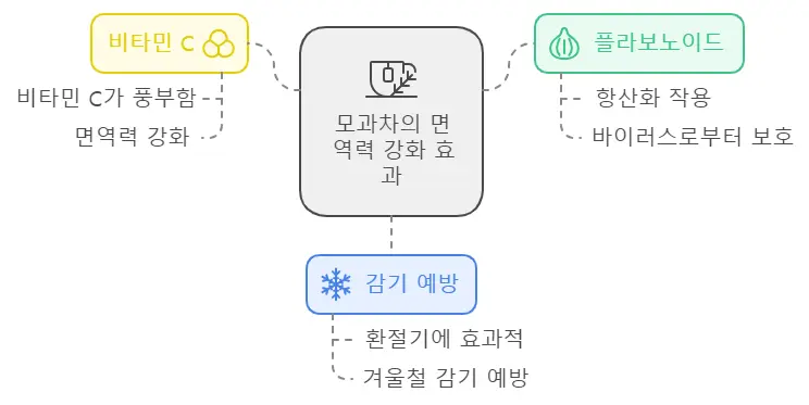 모과차 면역력 강화 효능