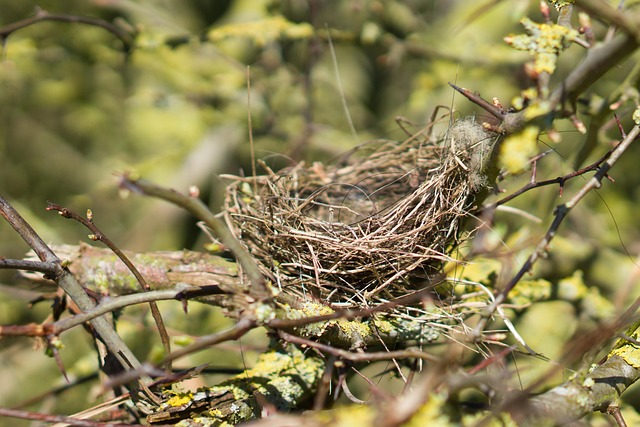 곤충과 건축미학 – 둥지 구조가 주는 미래 건축 영감