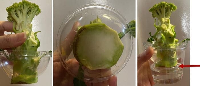 브로콜리물꽂이