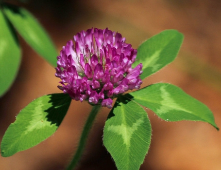 가을에 피는 꽃 토끼풀