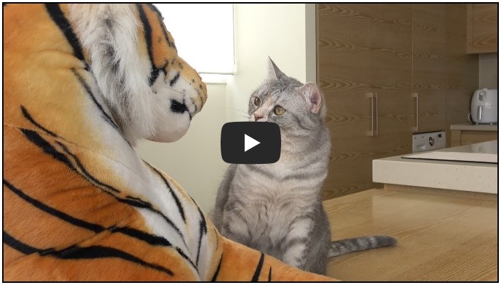 고양이 유튜버 순위 TOP 10 10