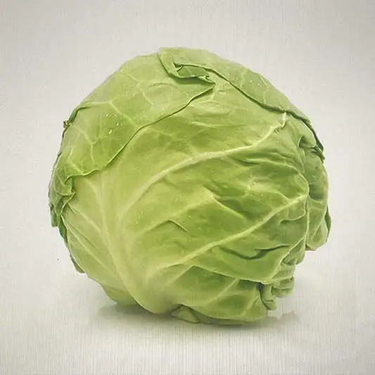 초록 양배추 효능