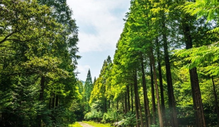 아무도 없는 숲속에서 출연진 몇부작 촬영지
