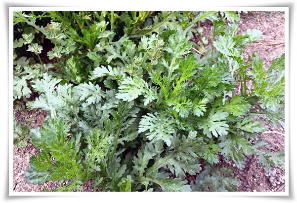 텃밭관리 &quot;3월에 심기 좋은 작물&quot; 감자 당근 상추 시금치 대파 비트 완두콩 ...