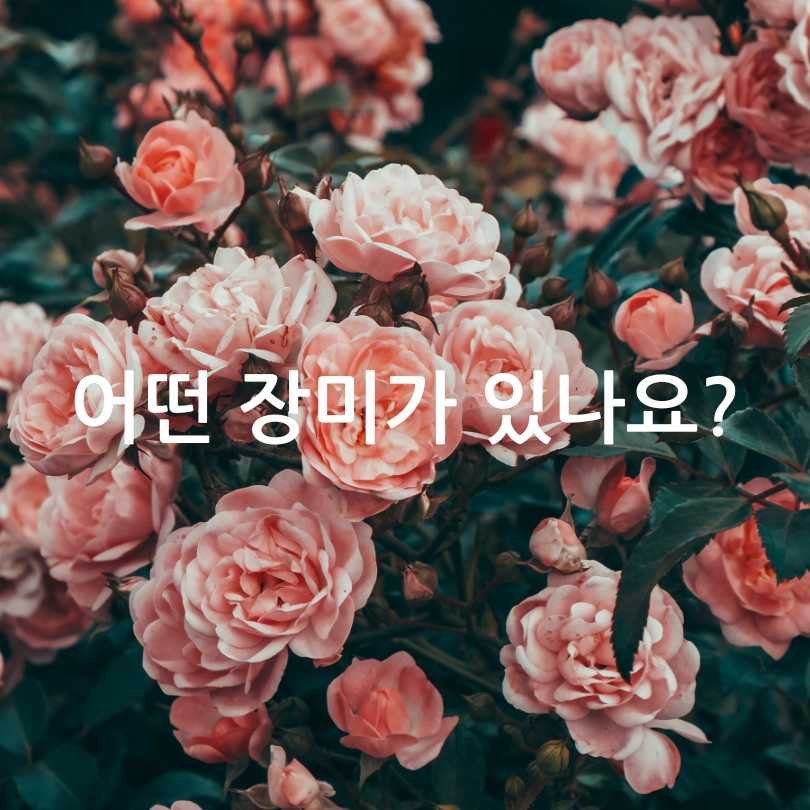 부천백만송이장미축제