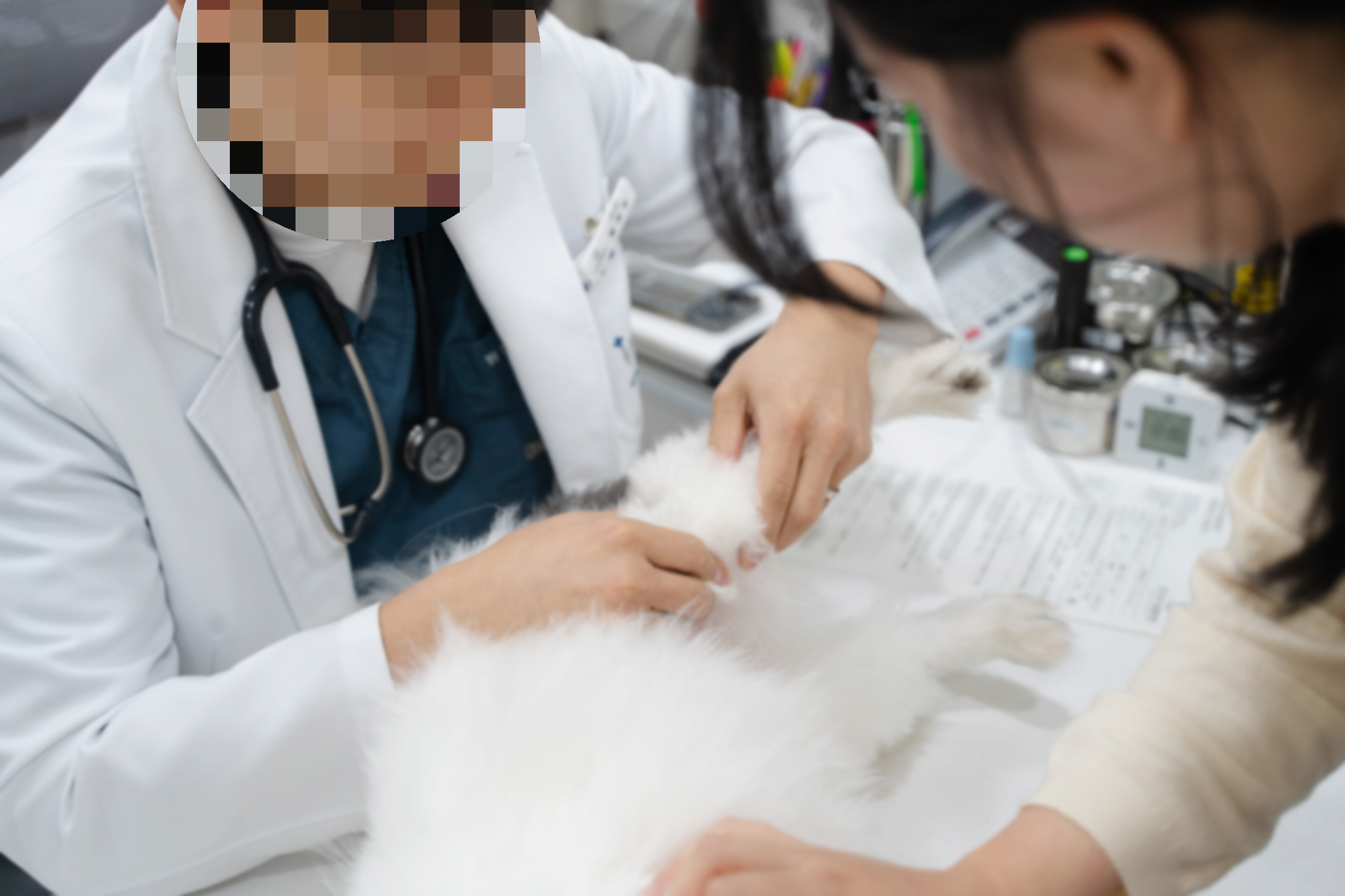 강아지 슬개골 &amp; 관절 건강 관리 + 영양제 추천