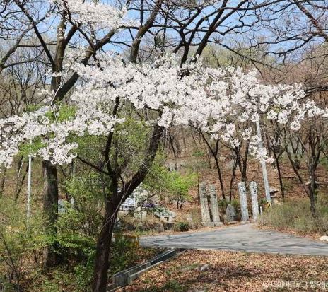 성남 벚꽃