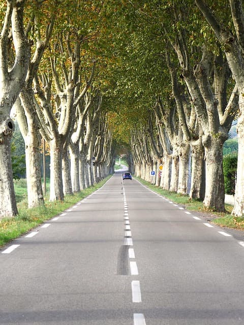 미세먼지 저감 식물 기술: 도시 공기를 깨끗하게