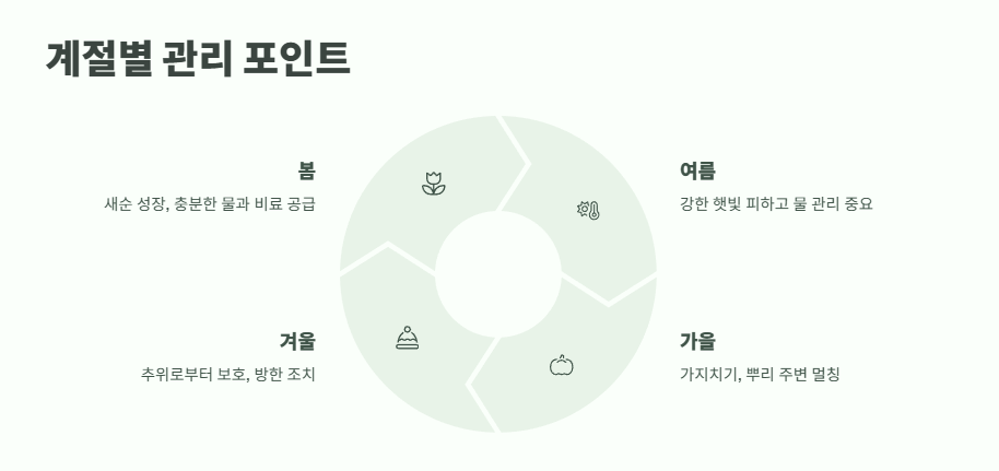 수국 키우는법 초보자도 쉽게 8