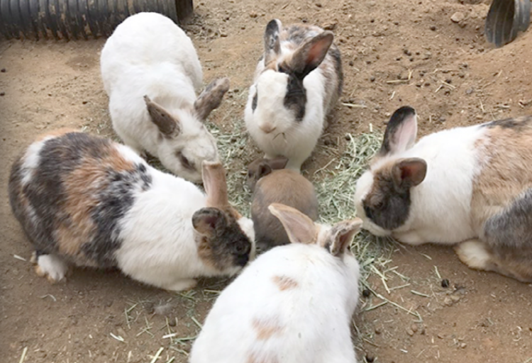 옥토끼 우주센터