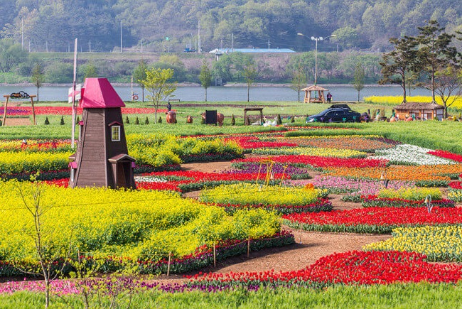 2025 남지 유채꽃축제 일정 총정리(맛집, 카페, 교통)사진