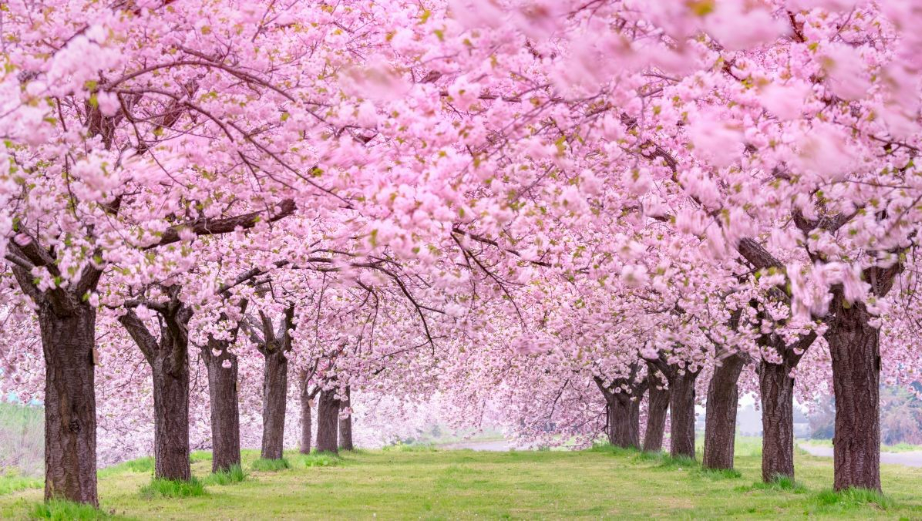 2025 벚꽃 개화시기