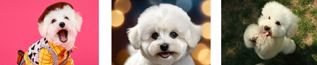 비숑 성격 특징 주의사항