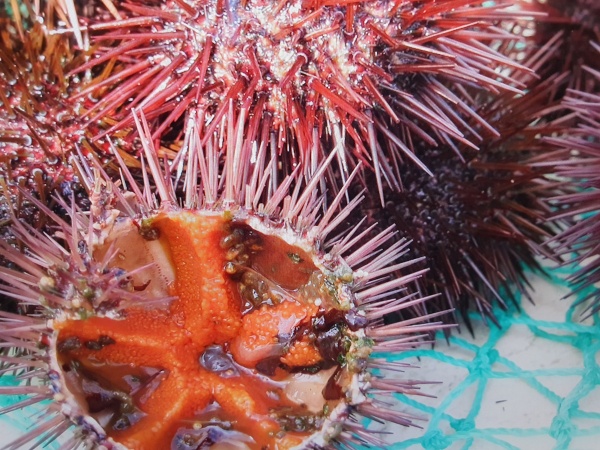 손질되어-있는-성게