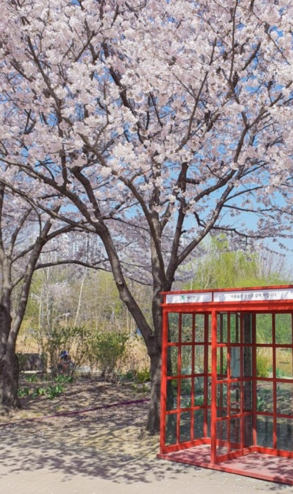 벚꽃나무