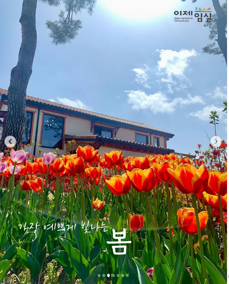 임실 옥정호 벚꽃축제