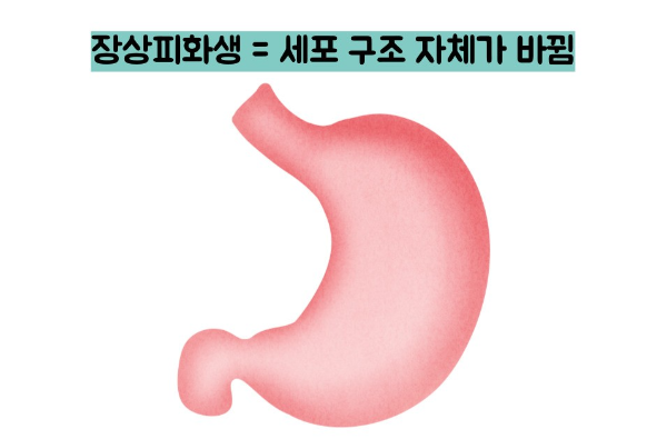 장상피화생이란