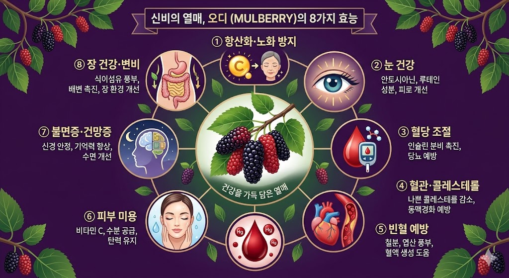 오디 효능 8가지 인포그래픽 항산화 혈당 눈건강 혈관
