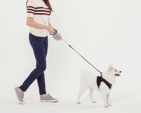 강아지 산책하는 사진