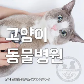"고양이