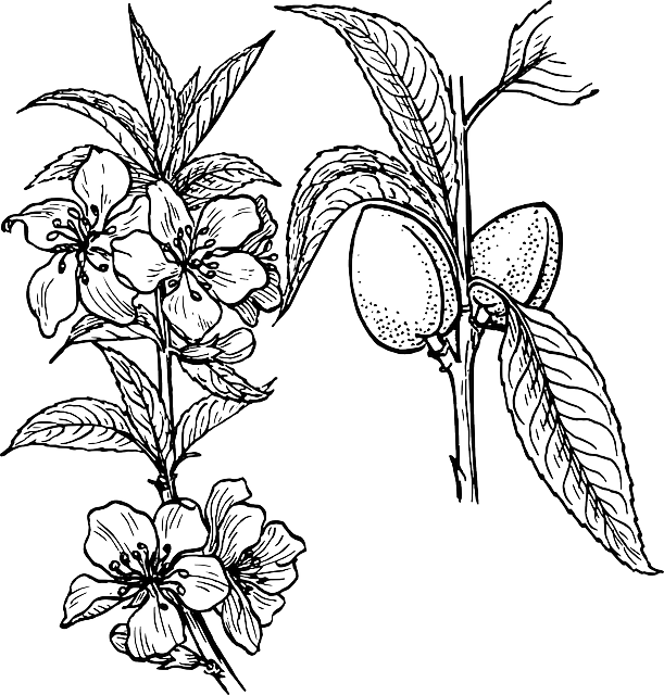 아몬드 하루 섭취량 아몬드 효능 부작용 30초 정리(feat. 아몬드브리즈)