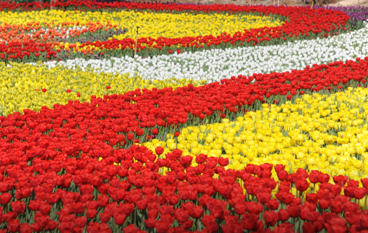 태안 튤립 축제에서 힐링