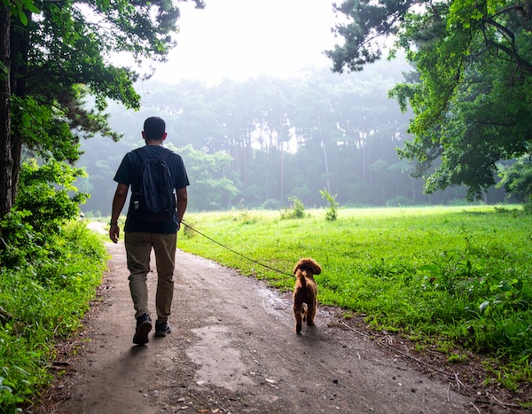 살짝 비 오는 숲속에서 산책하는 반려견과 사람