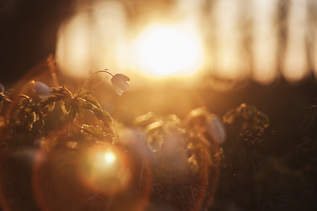 Light