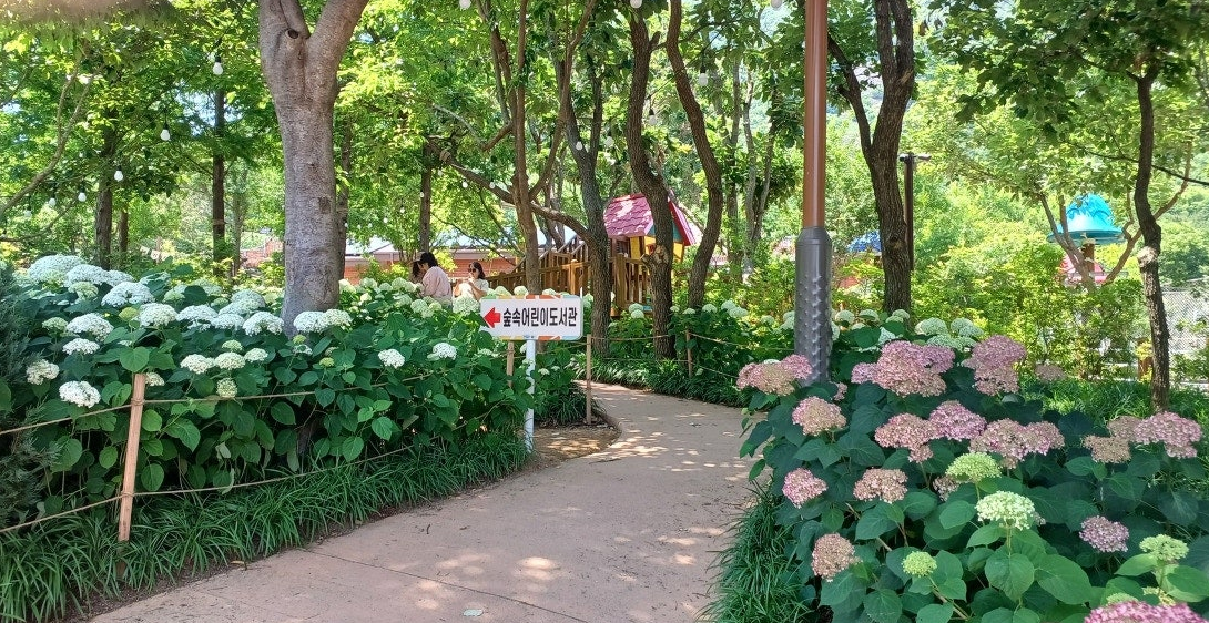 월아산 숲속의진주 수국6