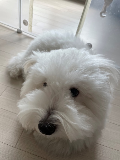 로보락S8 Pro 울트라와 강아지의 어색한 만남