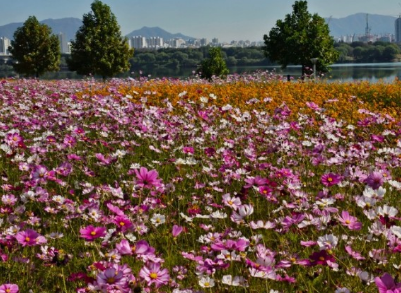 경기도 가을꽃 추천여행지 BEST 4