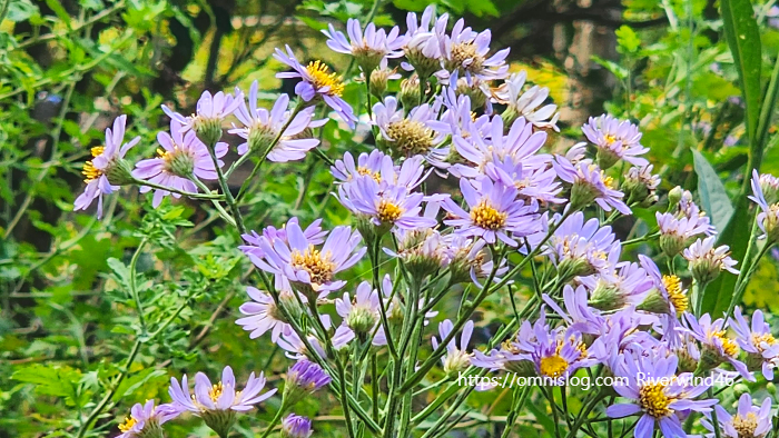 늦개미취 Aster tataricus. ,자원(紫菀)