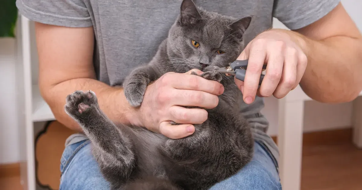 고양이 죽을 수 있는 3가지 증상과 응급 대처_8