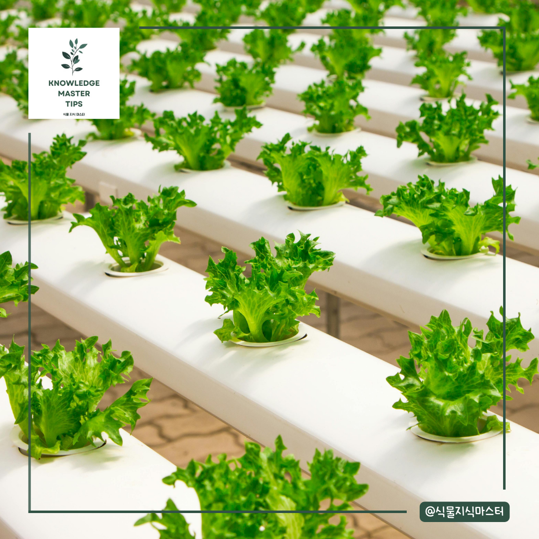 수경재배 - 상추
