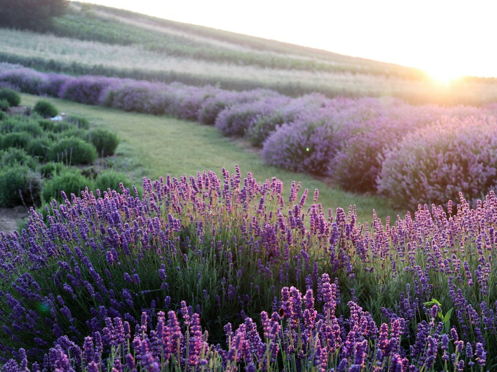 힐링식물 라벤더