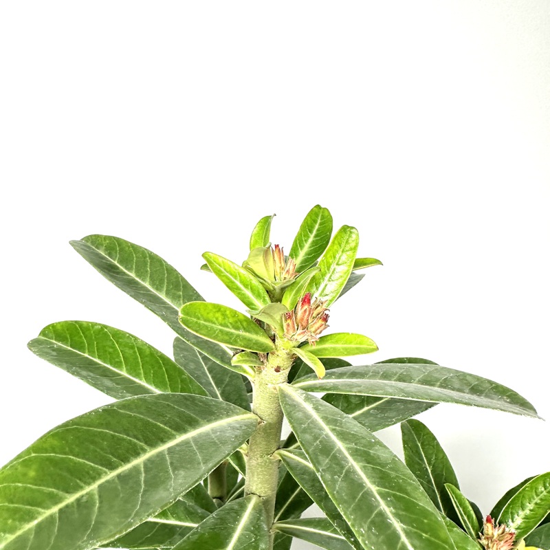 아데니움 키우기 석화 바오밥나무 키우는법