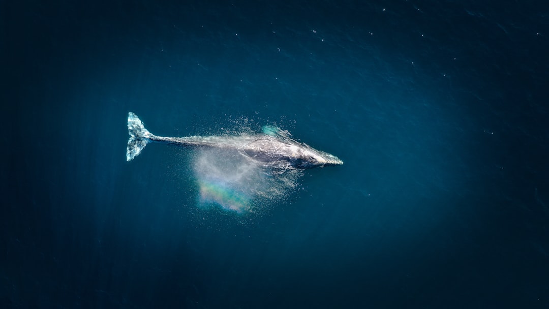 Whale