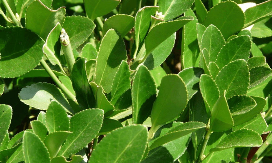 월계수 잎의 효능 - 4