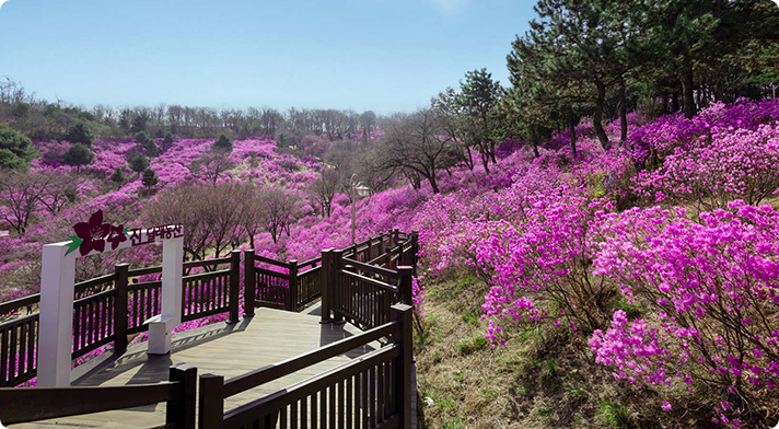 부천 진달래 동산 가는길 봄꽃 명소 가볼만한곳 꽃구경 데이트 코스 개화 시기 사진 명소