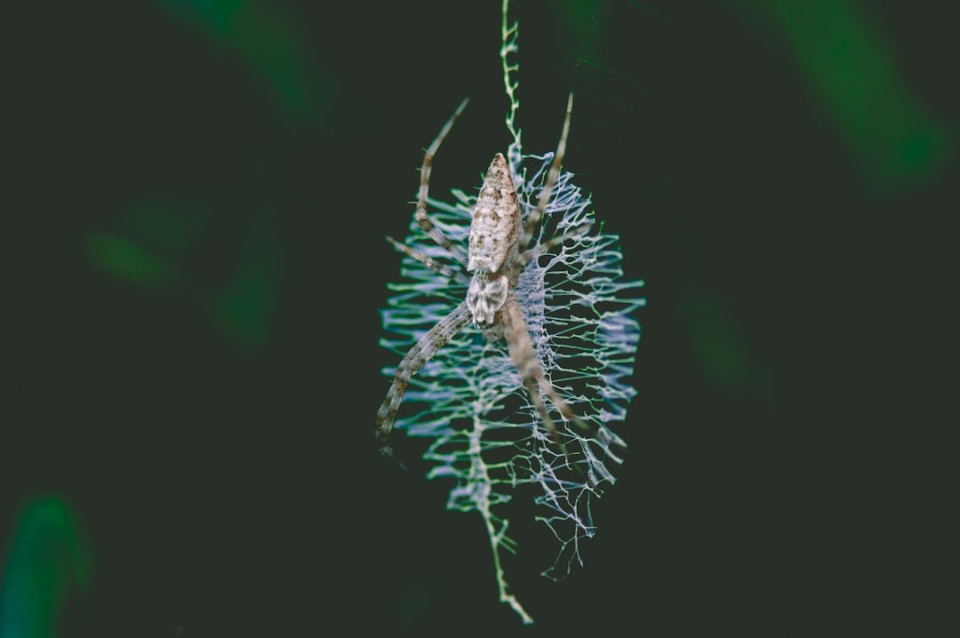 Rehmannia