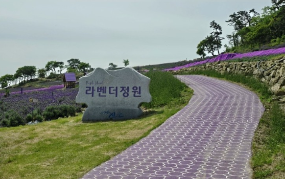 신안 라벤더축제 5월 6월 꽃축제 퍼플섬 정보(+주차&amp;#44; 반려견)