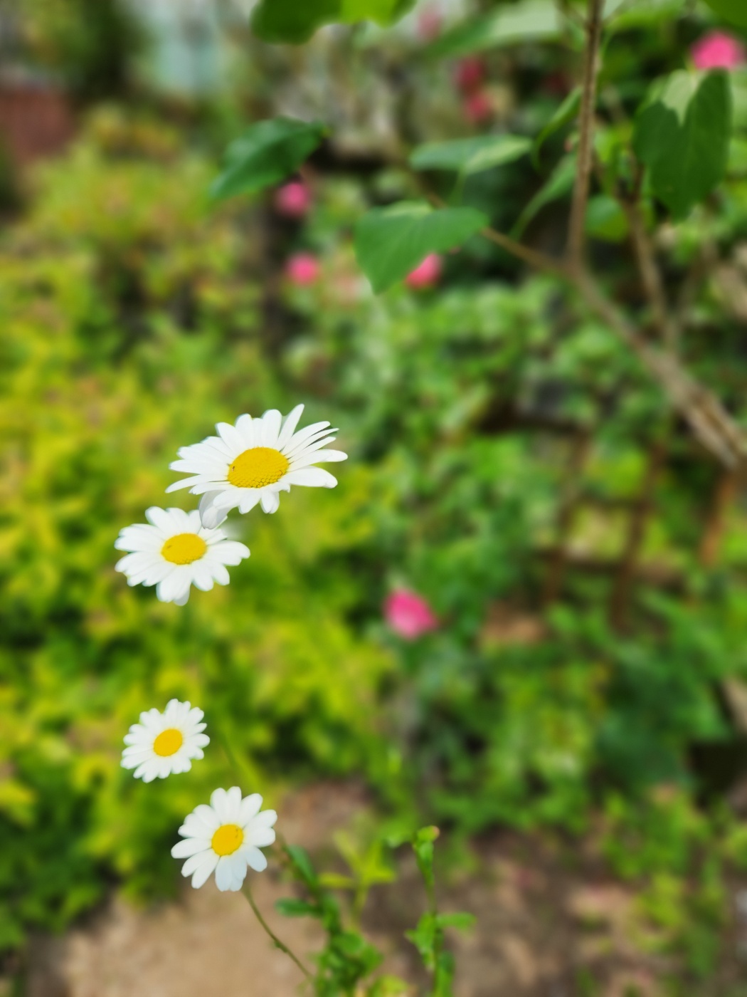 꽃국수양평맛집