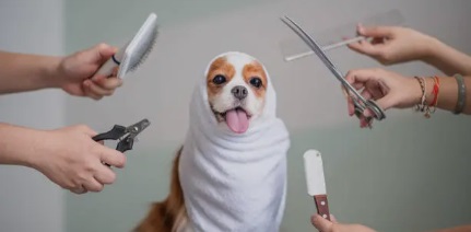 그루밍 관련 사진