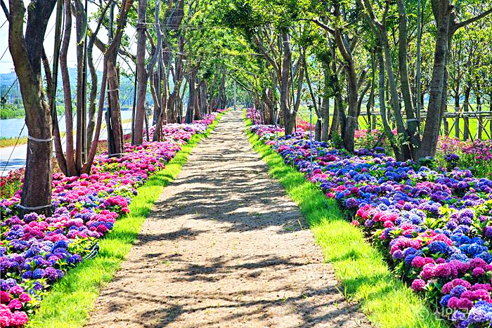 산책길 옆으로 가로수가있고 바닥에 수국꽃들이 있다.